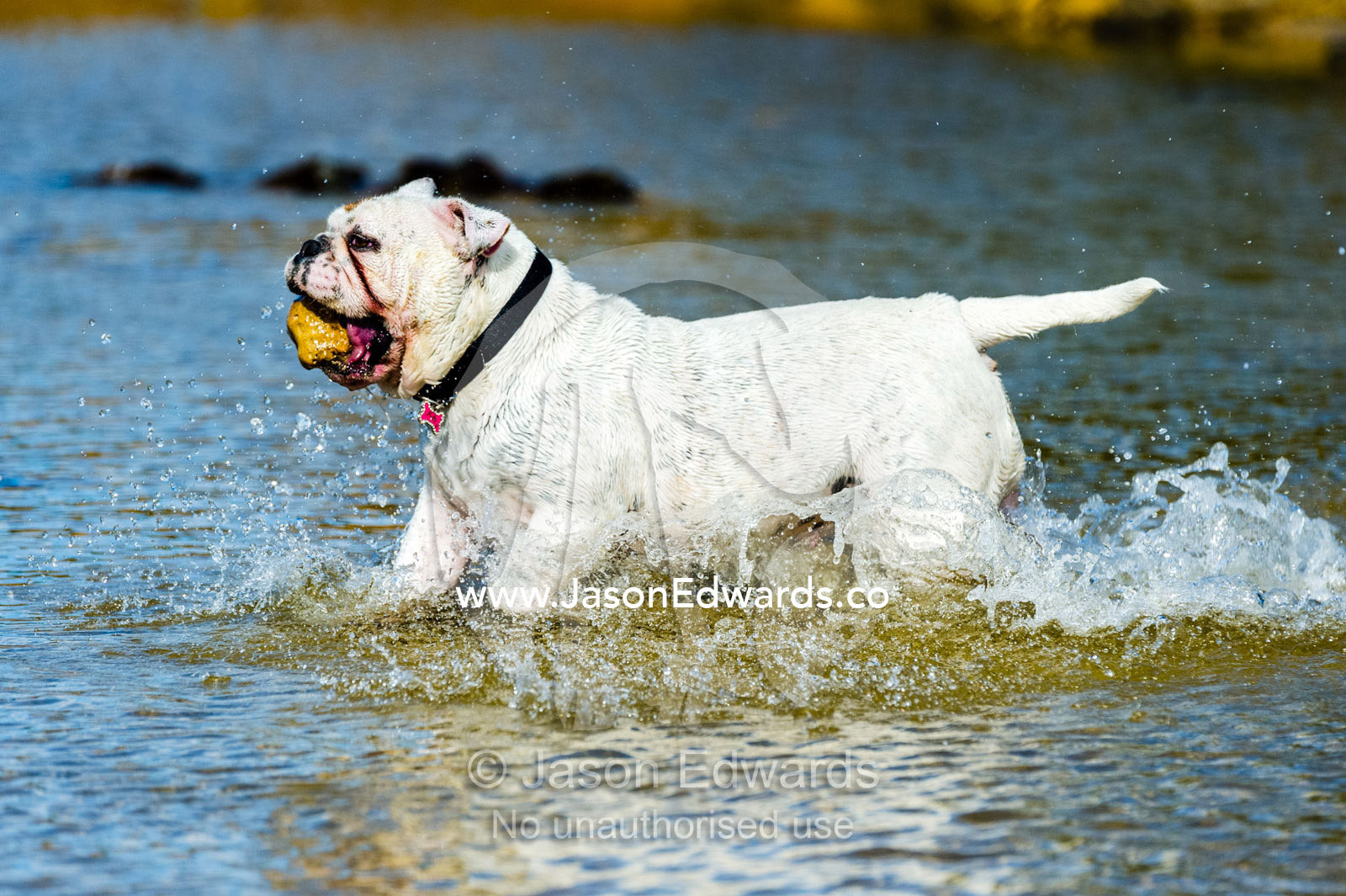 A British Bulldog running through the water on a beach with a rock in it's mouth. Torquay, Surf Coast, Victoria, Australia.