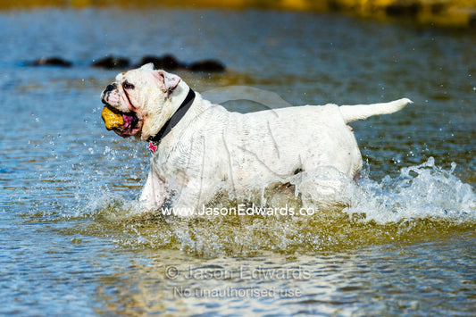 A British Bulldog running through the water on a beach with a rock in it's mouth. Torquay, Surf Coast, Victoria, Australia.