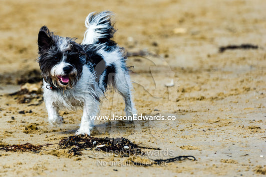 A terrier dog playing on a sandy beach. Torquay, Surf Coast, Victoria, Australia.