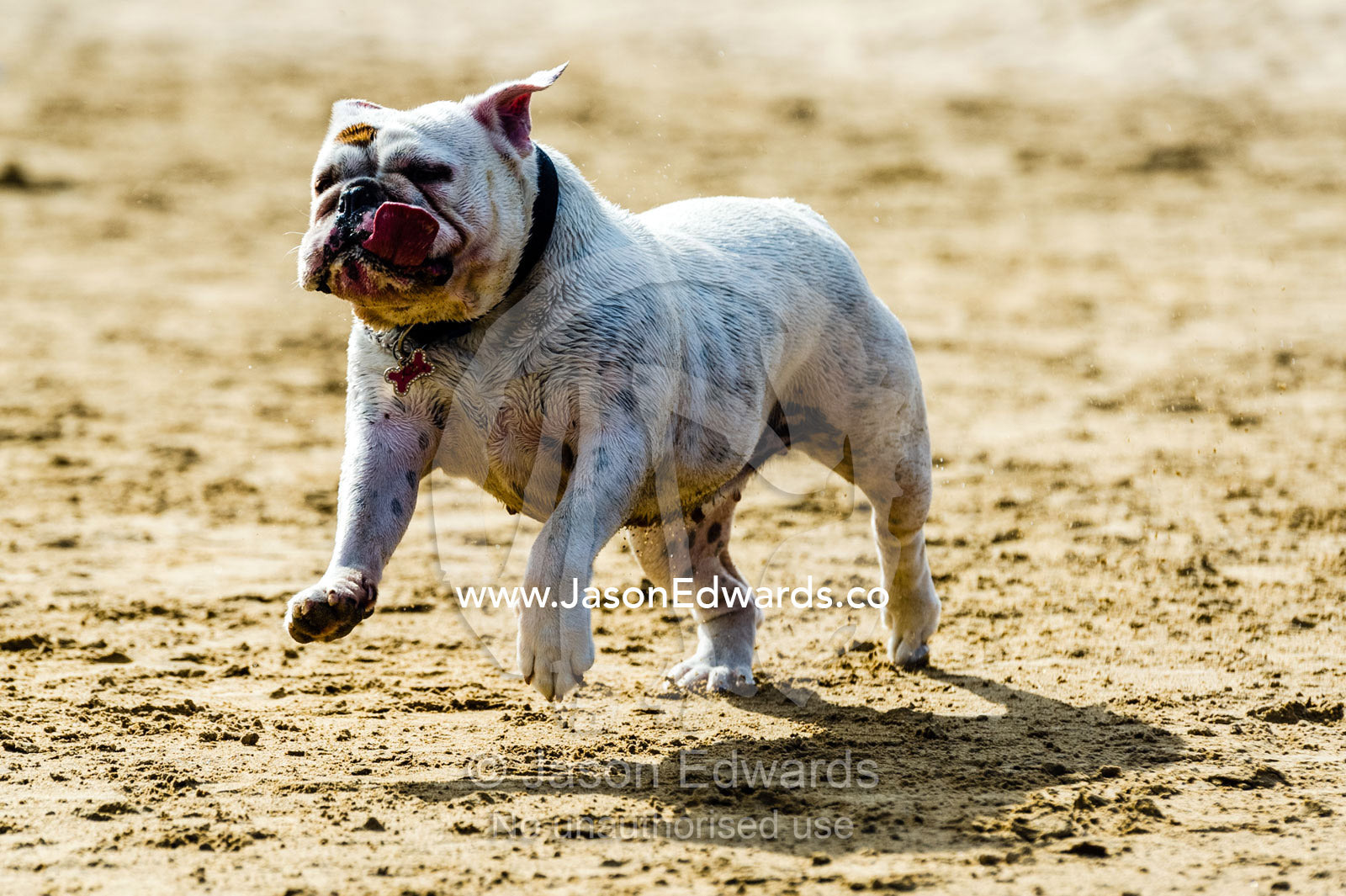 A British Bulldog running along a sand beach with it's tongue out. Torquay, Surf Coast, Victoria, Australia.