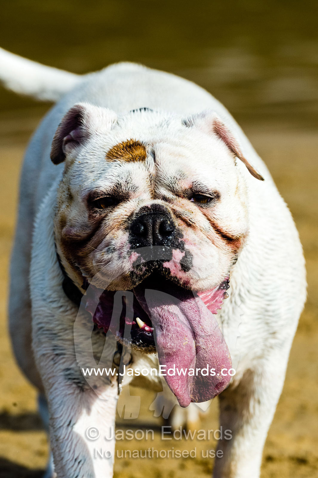 A British Bulldog panting with it's long tongue to stay cool. Torquay, Surf Coast, Victoria, Australia.