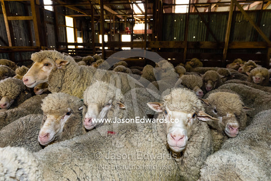 A herd of Merino ewes waiting in a shearing shed. Euroa, Strathbogie, Victoria, Australia.
