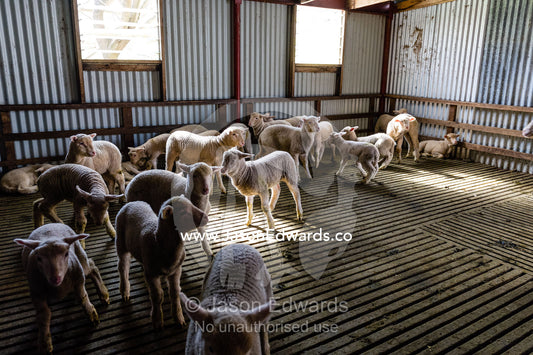 Merino-White Suffolk Cross lambs waiting in a shearing shed. Euroa, Strathbogie, Victoria, Australia.