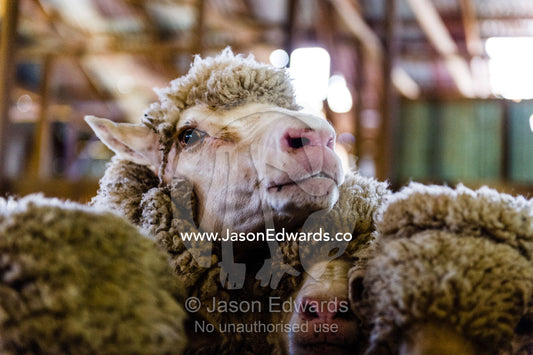 A herd of Merino ewes waiting in a shearing shed. Euroa, Strathbogie, Victoria, Australia.