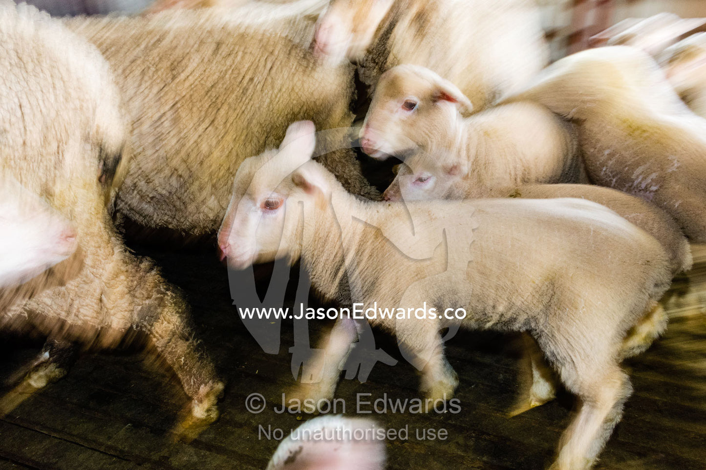 Merino-White Suffolk Cross lambs waiting in a shearing shed. Euroa, Strathbogie, Victoria, Australia.