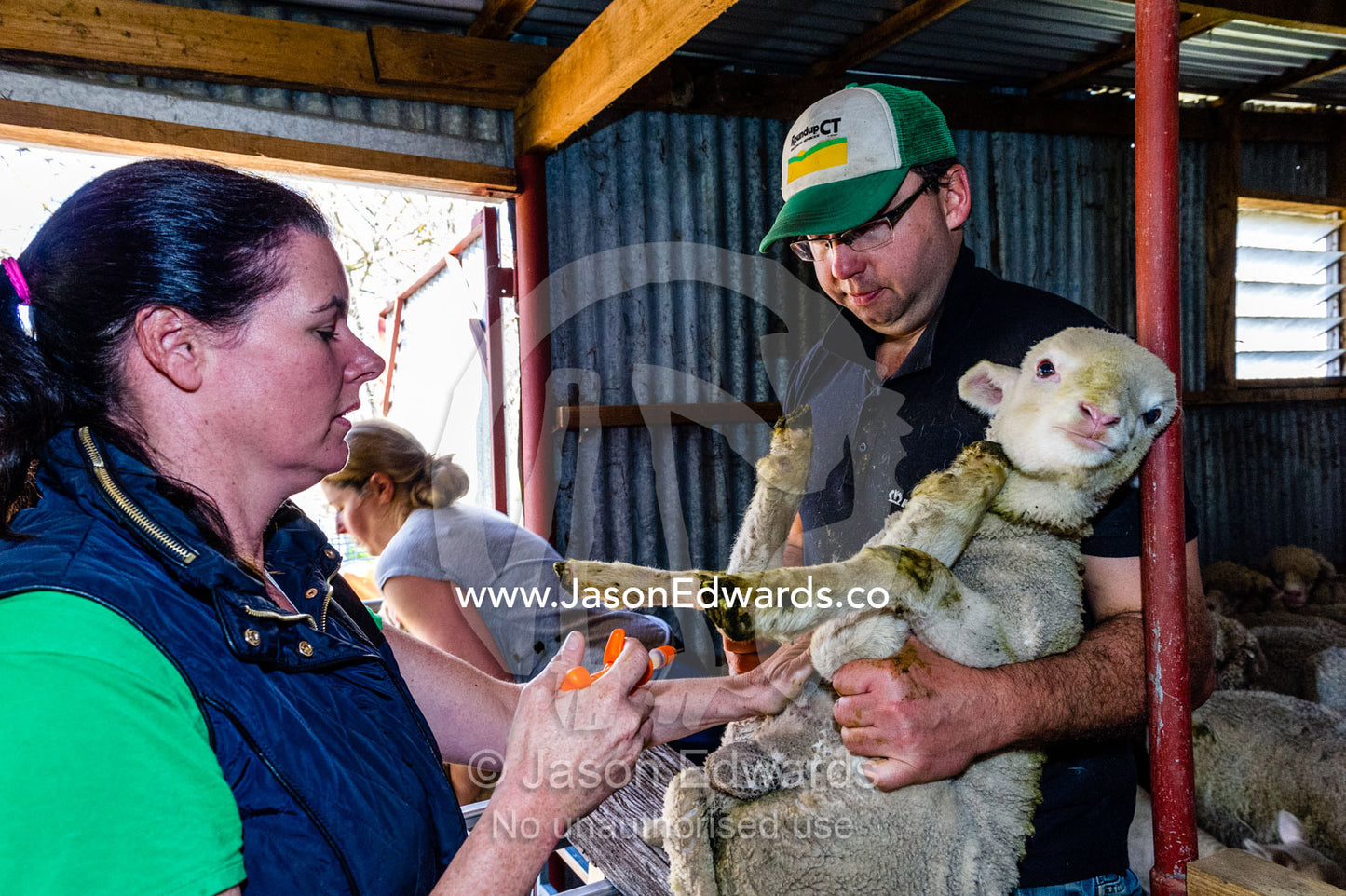 Farmers immunizing lambs in a shearing shed. Euroa, Strathbogie, Victoria, Australia.