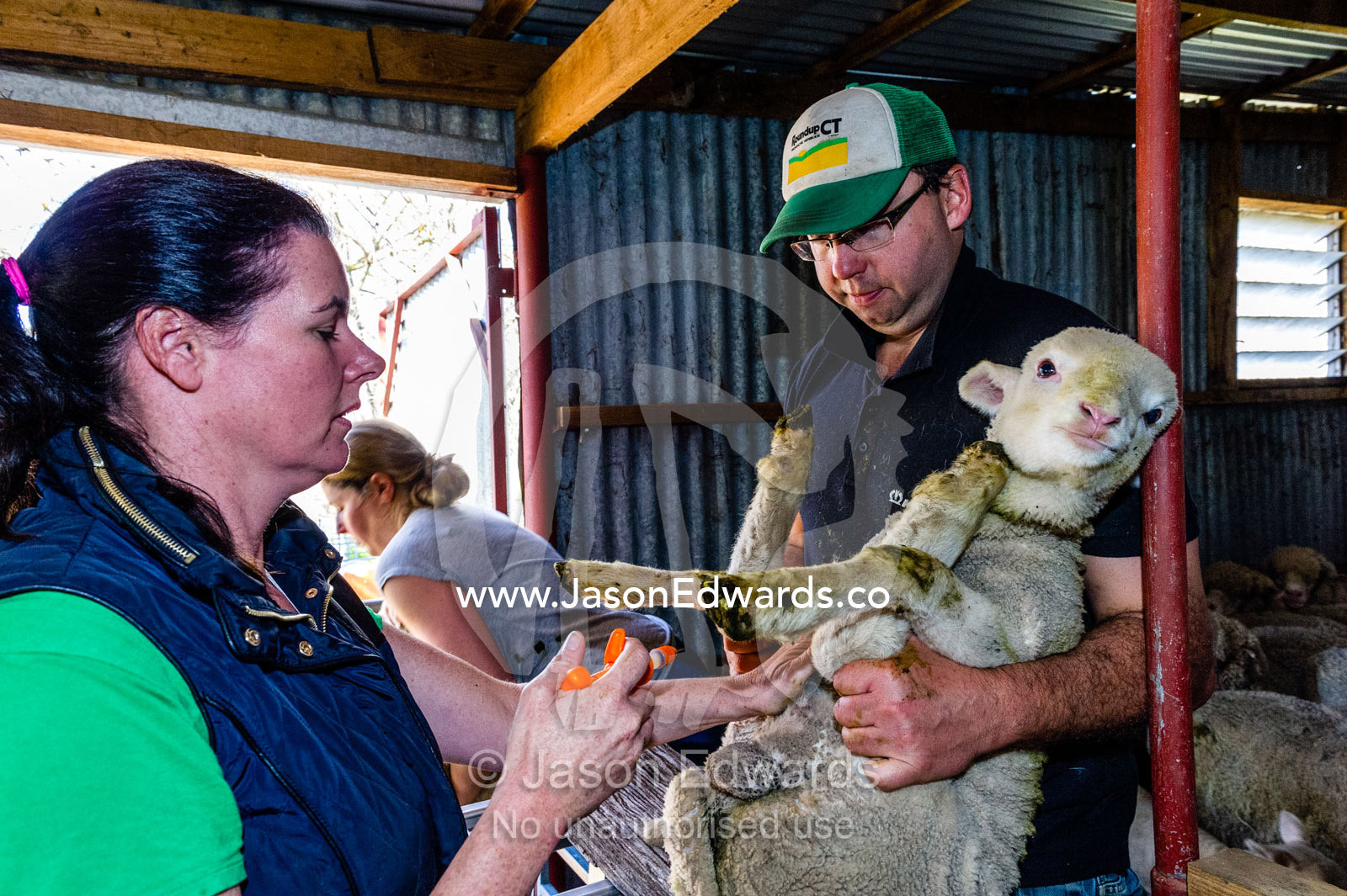 Farmers immunizing lambs in a shearing shed. Euroa, Strathbogie, Victoria, Australia.