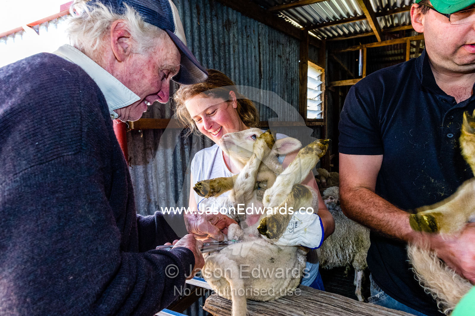 Farmers lamb marking, docking tails and testes in a shearing shed. Euroa, Strathbogie, Victoria, Australia.