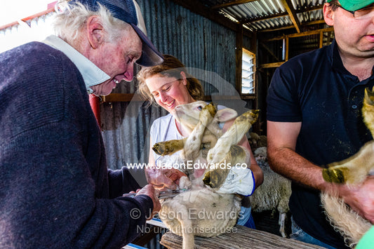 Farmers lamb marking, docking tails and testes in a shearing shed. Euroa, Strathbogie, Victoria, Australia.