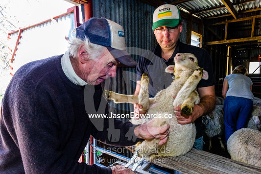 Farmers lamb marking, docking tails and testes in a shearing shed. Euroa, Strathbogie, Victoria, Australia.