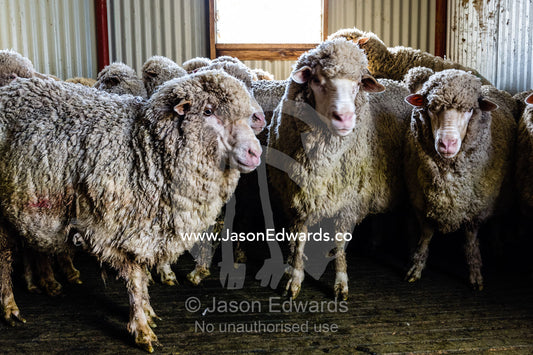 A herd of Merino ewes waiting in a shearing shed. Euroa, Strathbogie, Victoria, Australia.