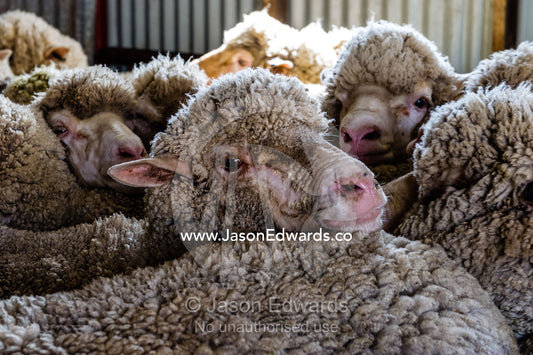 A herd of Merino ewes waiting in a shearing shed. Euroa, Strathbogie, Victoria, Australia.