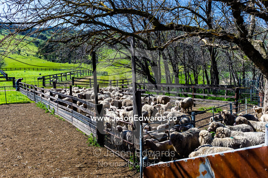 A herd of Merino ewes waiting in a shearing shed pen. Euroa, Strathbogie, Victoria, Australia.