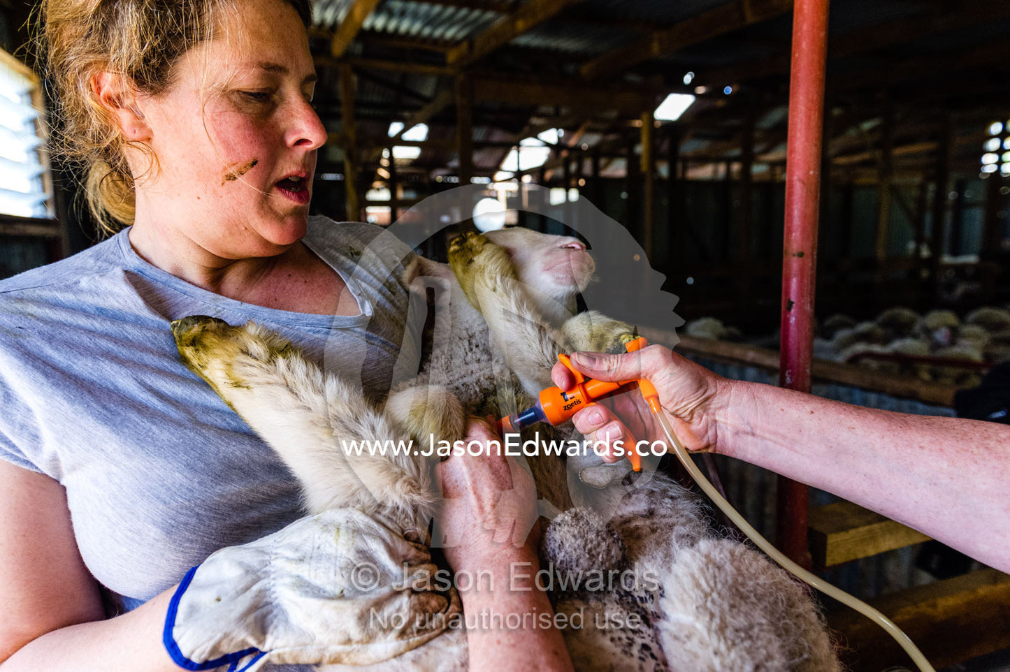 Farmers immunizing lambs in a shearing shed. Euroa, Strathbogie, Victoria, Australia.