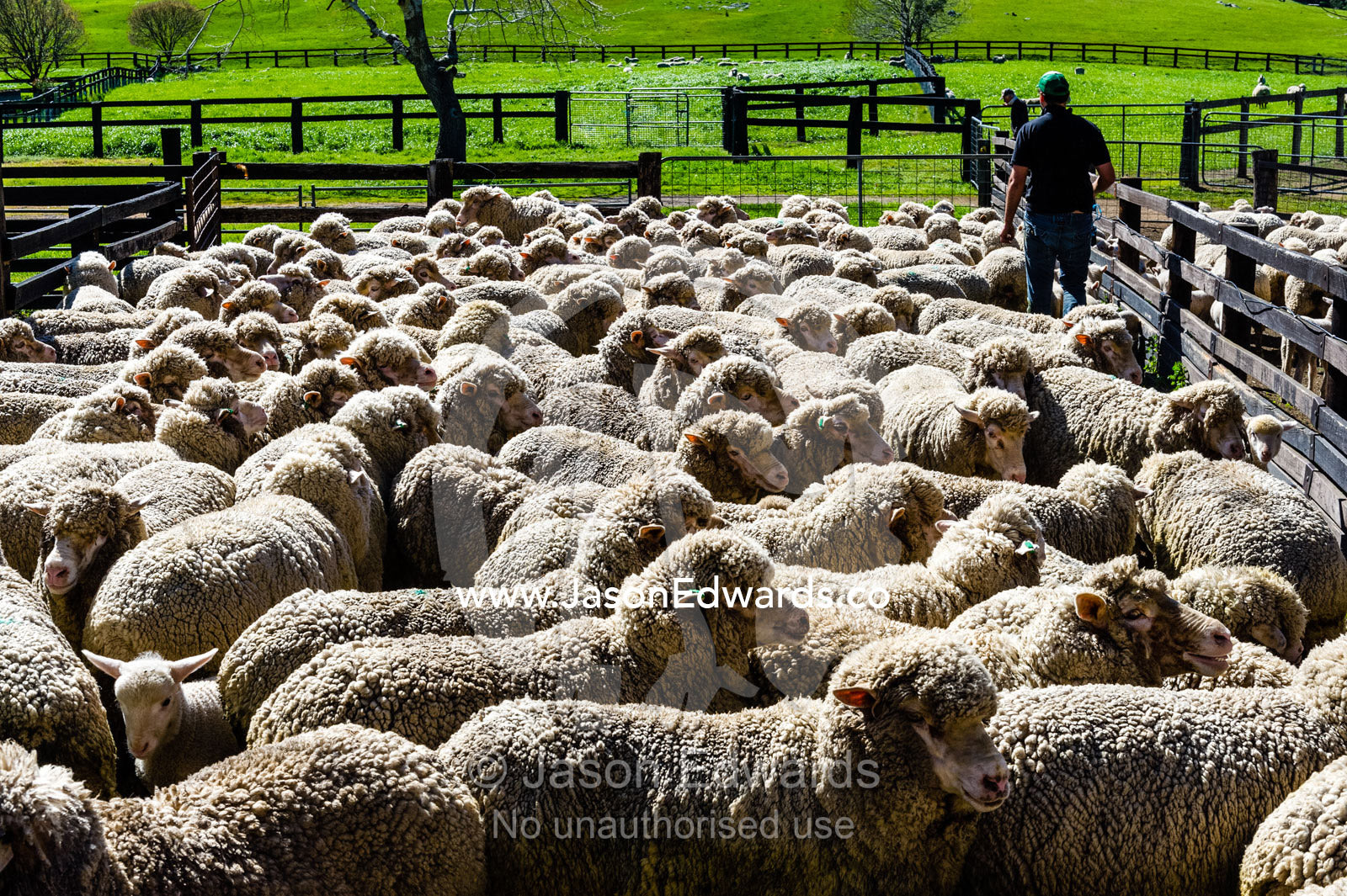 A herd of Merino ewes waiting in a shearing shed pen. Euroa, Strathbogie, Victoria, Australia.