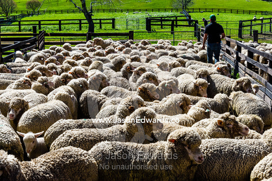 A herd of Merino ewes waiting in a shearing shed pen. Euroa, Strathbogie, Victoria, Australia.