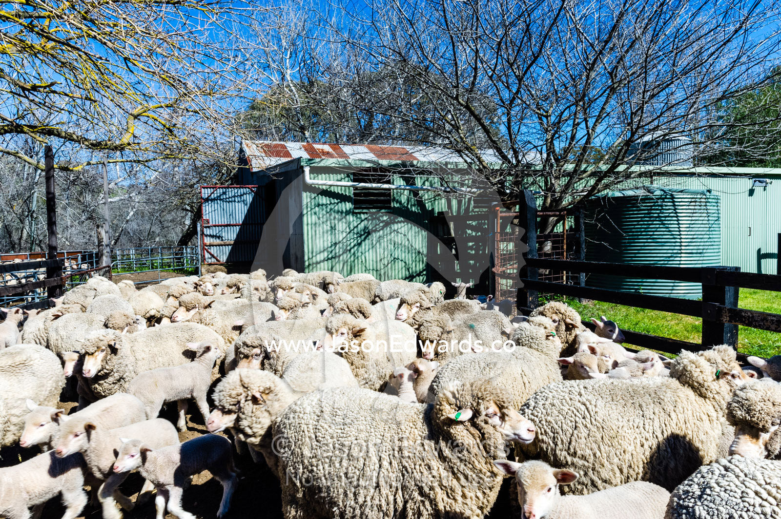 A herd of Merino ewes waiting in a shearing shed pen. Euroa, Strathbogie, Victoria, Australia.