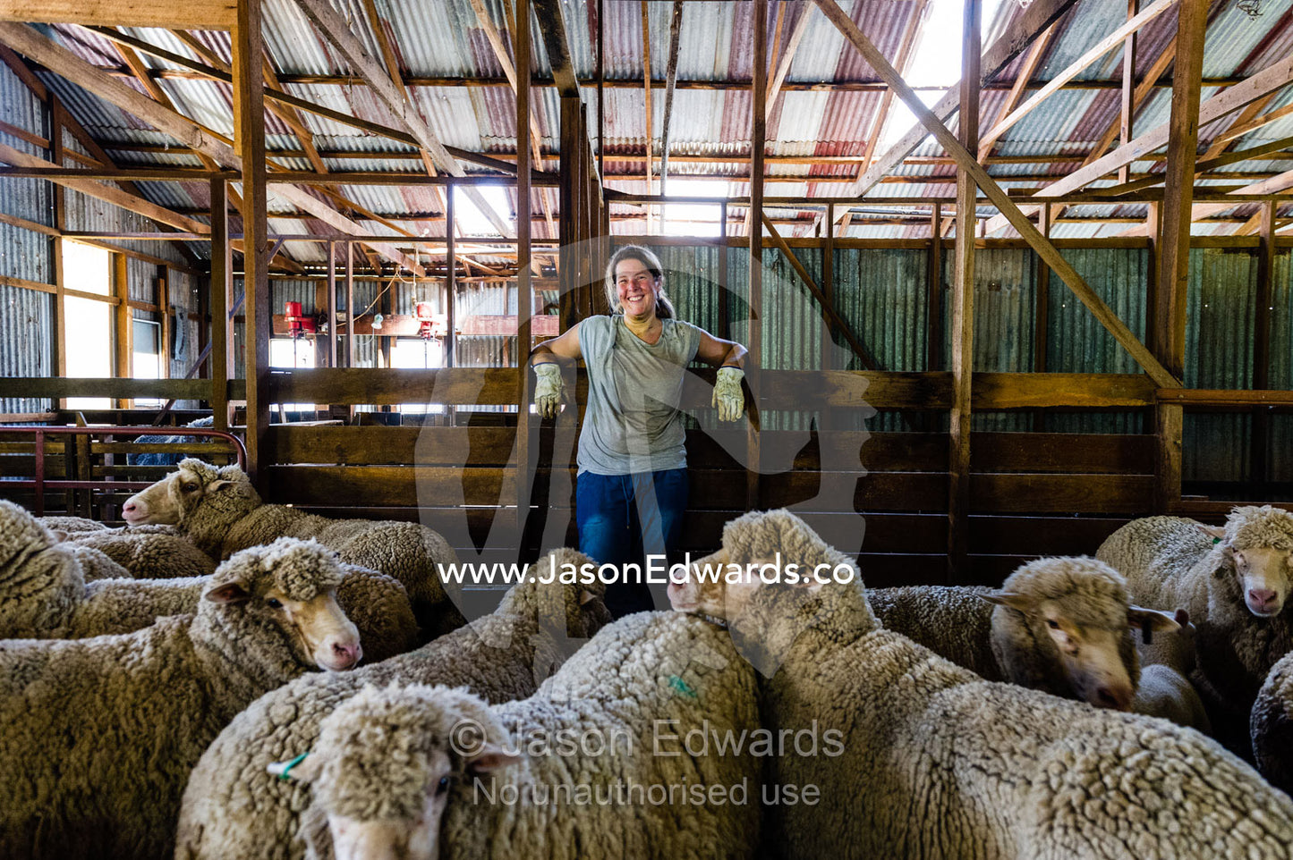 A herd of Merino ewes waiting in a shearing shed pen. Euroa, Strathbogie, Victoria, Australia.