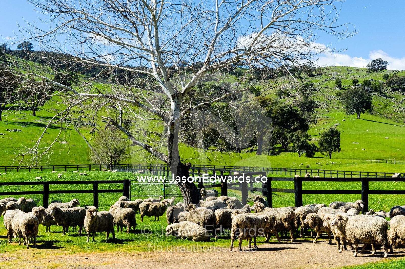 A herd of sheep rest in a paddock on a farm with their lambs after being immunized. Euroa, Strathbogie, Victoria, Australia.