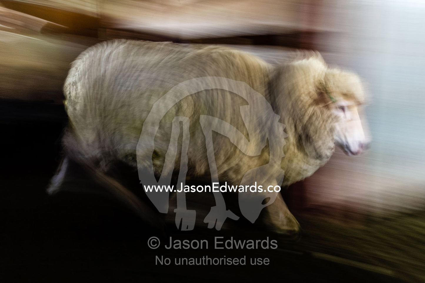 A Merino sheep runs through a corral in a shearing shed. Euroa, Strathbogie, Victoria, Australia.