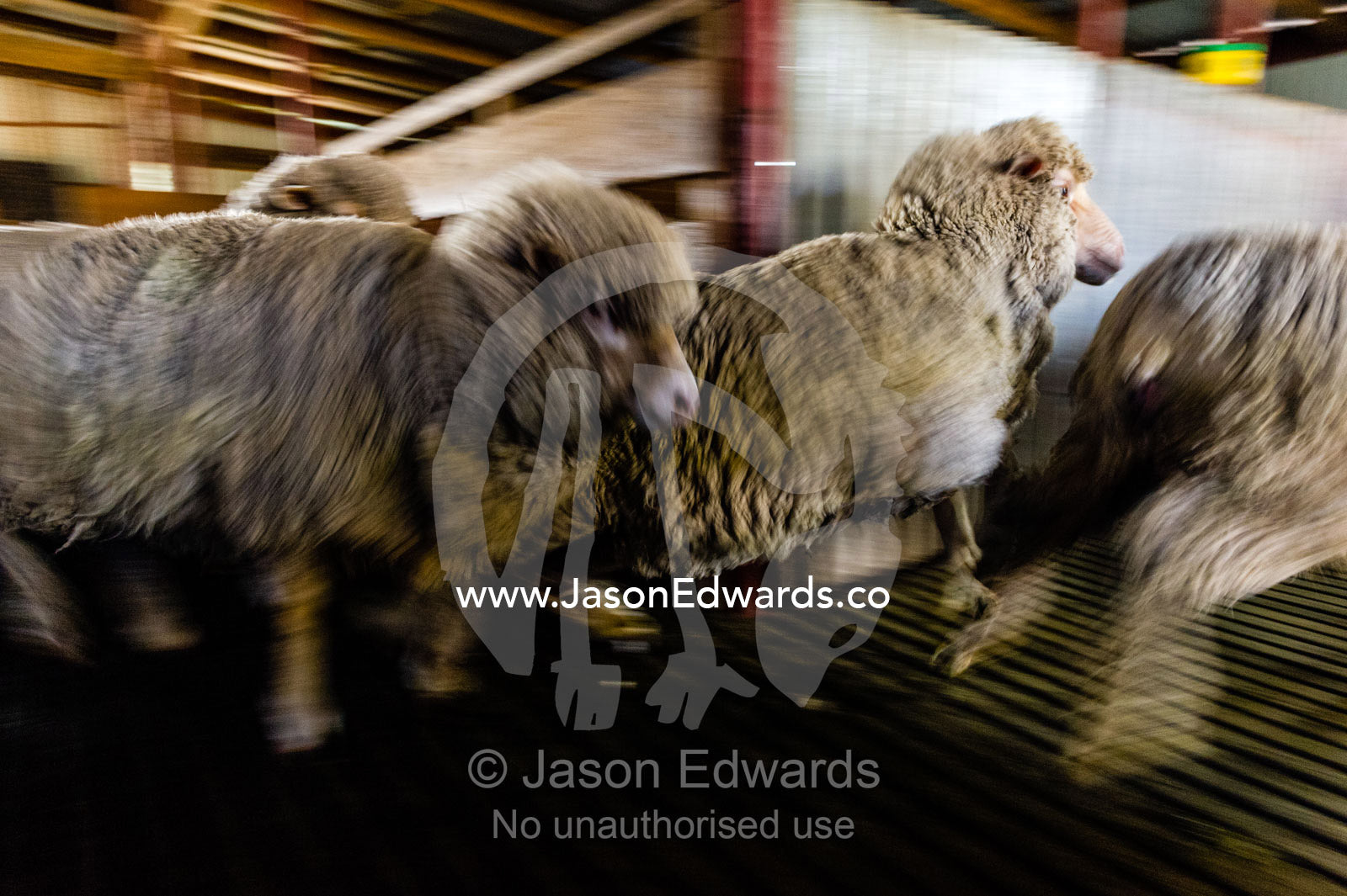 Merino sheep run through a corral in a shearing shed. Euroa, Strathbogie, Victoria, Australia.