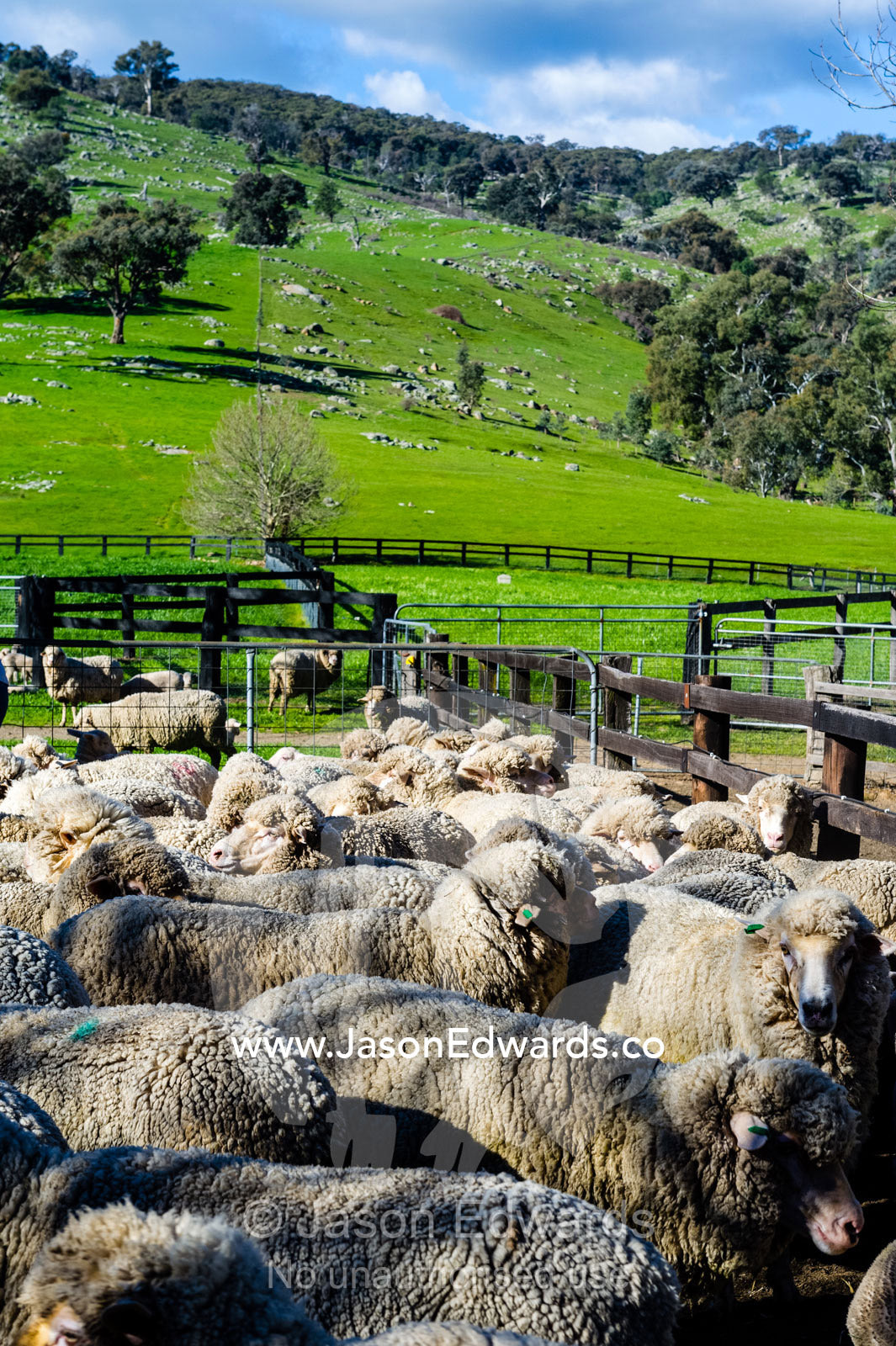 A herd of sheep rest in a paddock on a farm with their lambs after being immunized. Euroa, Strathbogie, Victoria, Australia.