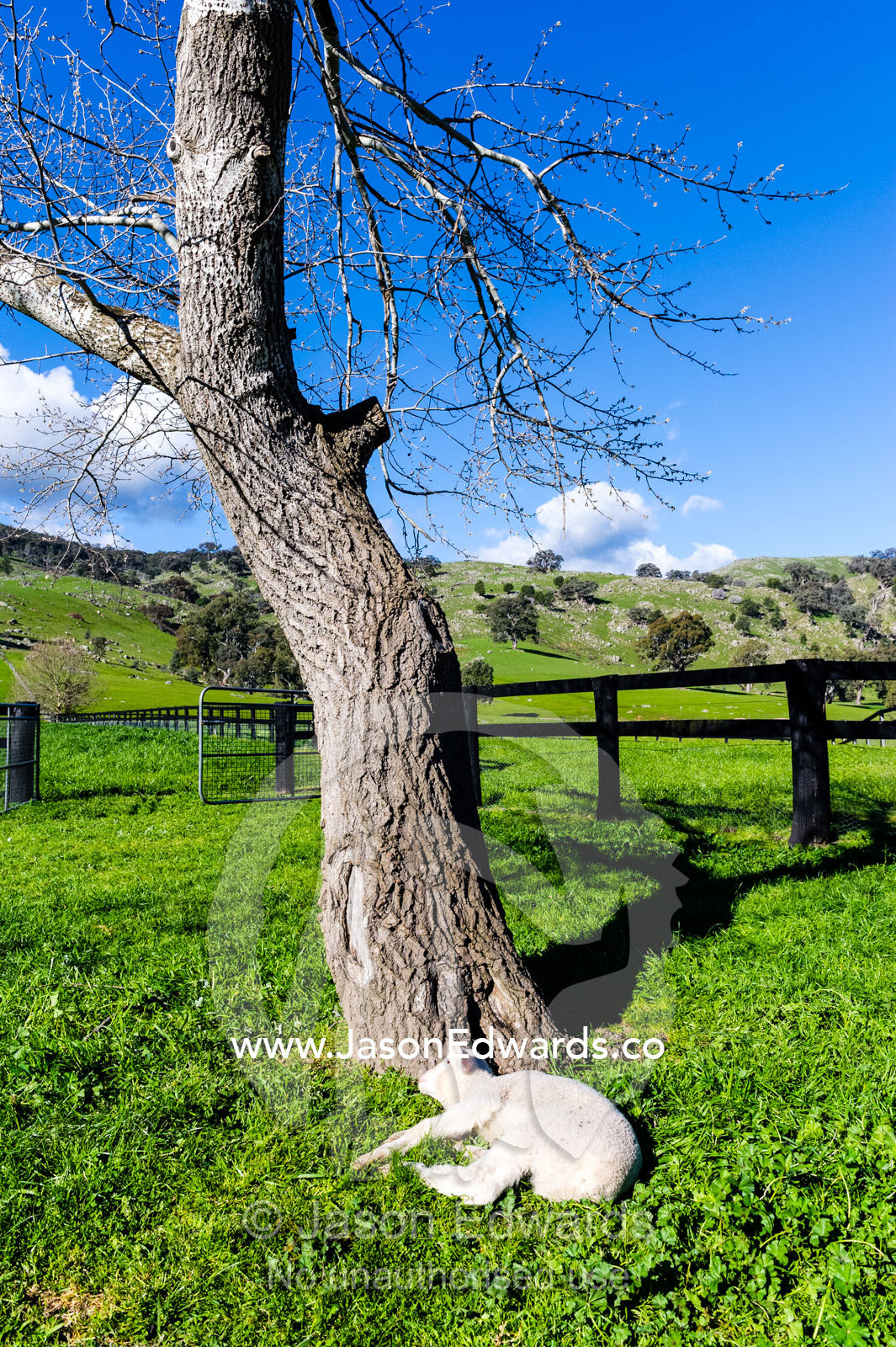 A lamb rests in a paddock on a farm after being immunized. Euroa, Strathbogie, Victoria, Australia.