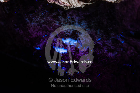 Ultraviolet light illuminates fossil molluscs from the Cretaceous Period that has turned to opal in the desert. Devon Meadows, Melbourne, Victoria, Australia.