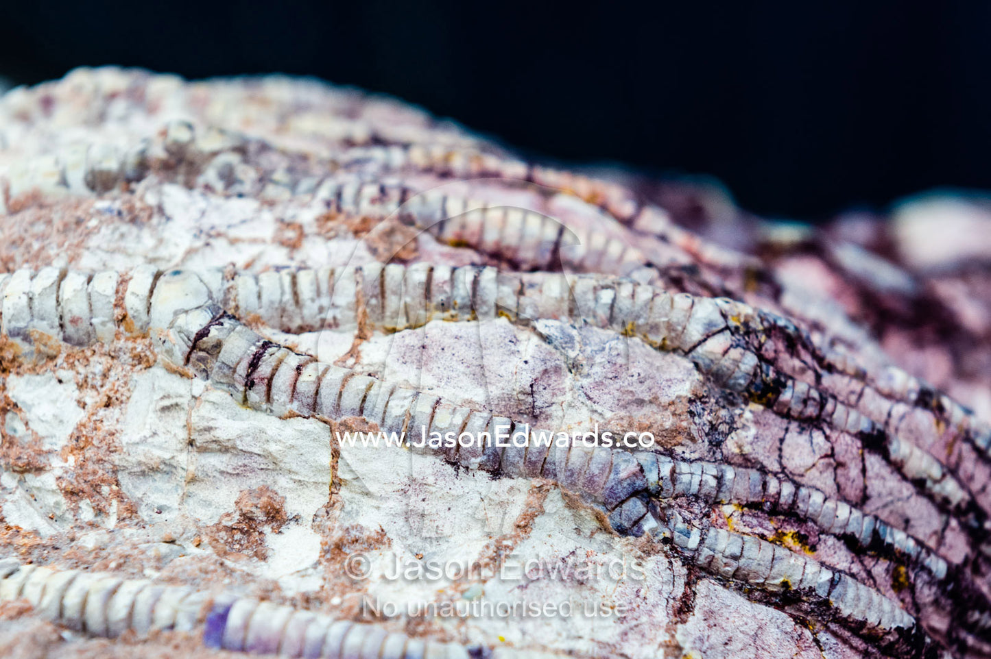 The segmented tendrils of a crinoid fossil from the Cretaceous Period that has turned to opal in the desert. Devon Meadows, Melbourne, Victoria, Australia.