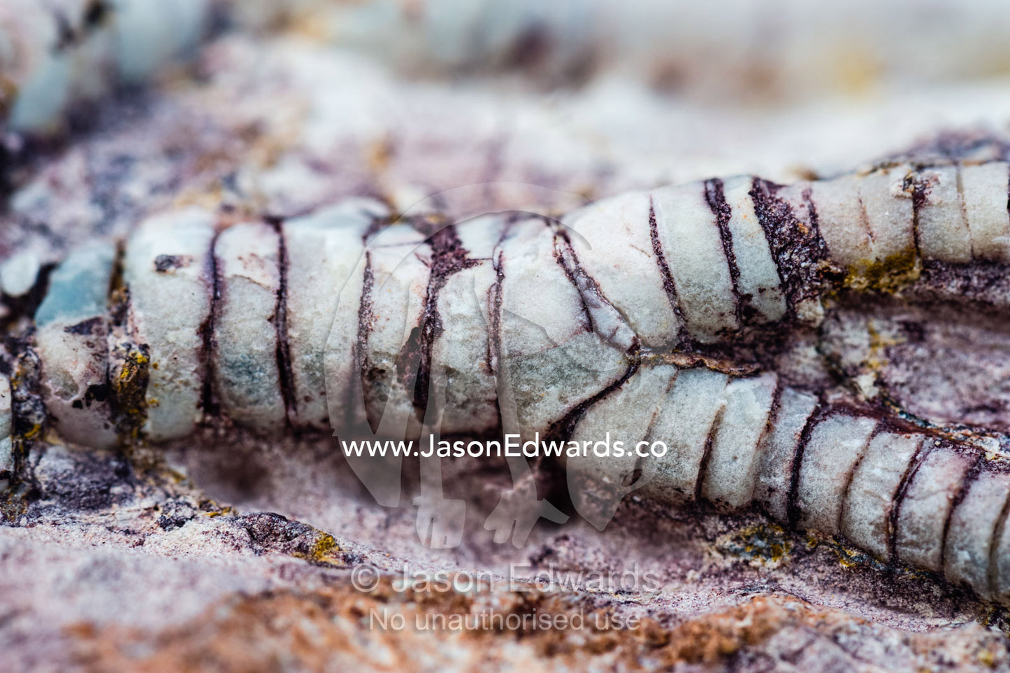 The segmented tendrils of a crinoid fossil from the Cretaceous Period that has turned to opal in the desert. Devon Meadows, Melbourne, Victoria, Australia.