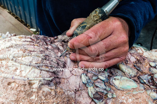 A fossil expert uses a drill to remove the rock from around the segmented tendrils of a crinoid fossil from the Cretaceous Period that has turned to opal in the desert. Devon Meadows, Melbourne, Victoria, Australia.