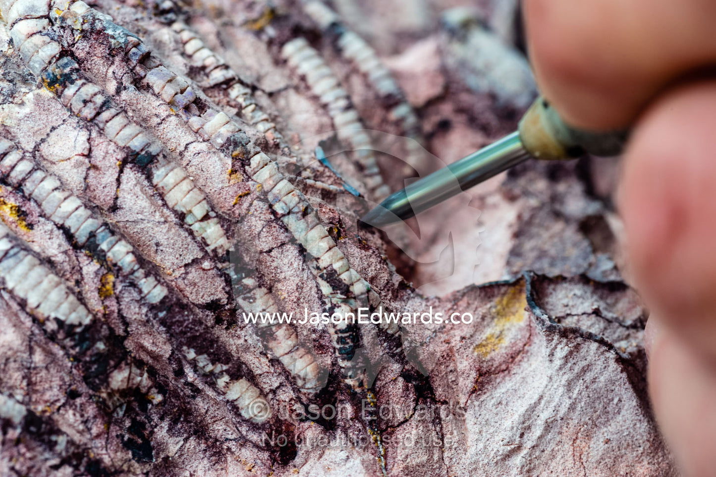 A fossil expert uses a drill to remove the rock from around the segmented tendrils of a crinoid fossil from the Cretaceous Period that has turned to opal in the desert. Devon Meadows, Melbourne, Victoria, Australia.