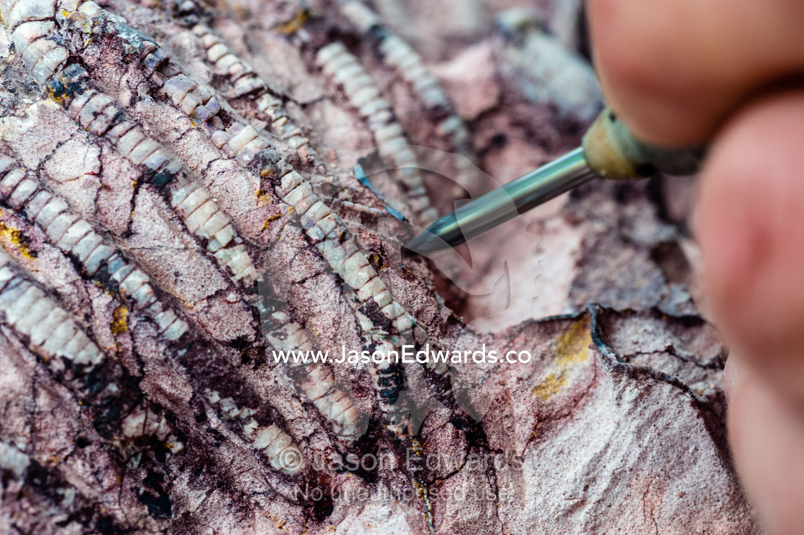 A fossil expert uses a drill to remove the rock from around the segmented tendrils of a crinoid fossil from the Cretaceous Period that has turned to opal in the desert. Devon Meadows, Melbourne, Victoria, Australia.