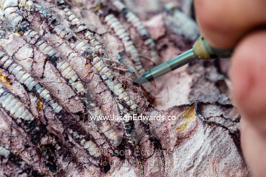 A fossil expert uses a drill to remove the rock from around the segmented tendrils of a crinoid fossil from the Cretaceous Period that has turned to opal in the desert. Devon Meadows, Melbourne, Victoria, Australia.