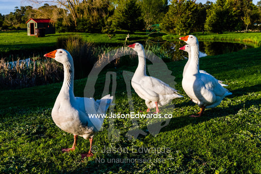 A gaggle of geese wandering through a garden on a farm. Devon Meadows, Melbourne, Victoria, Australia.