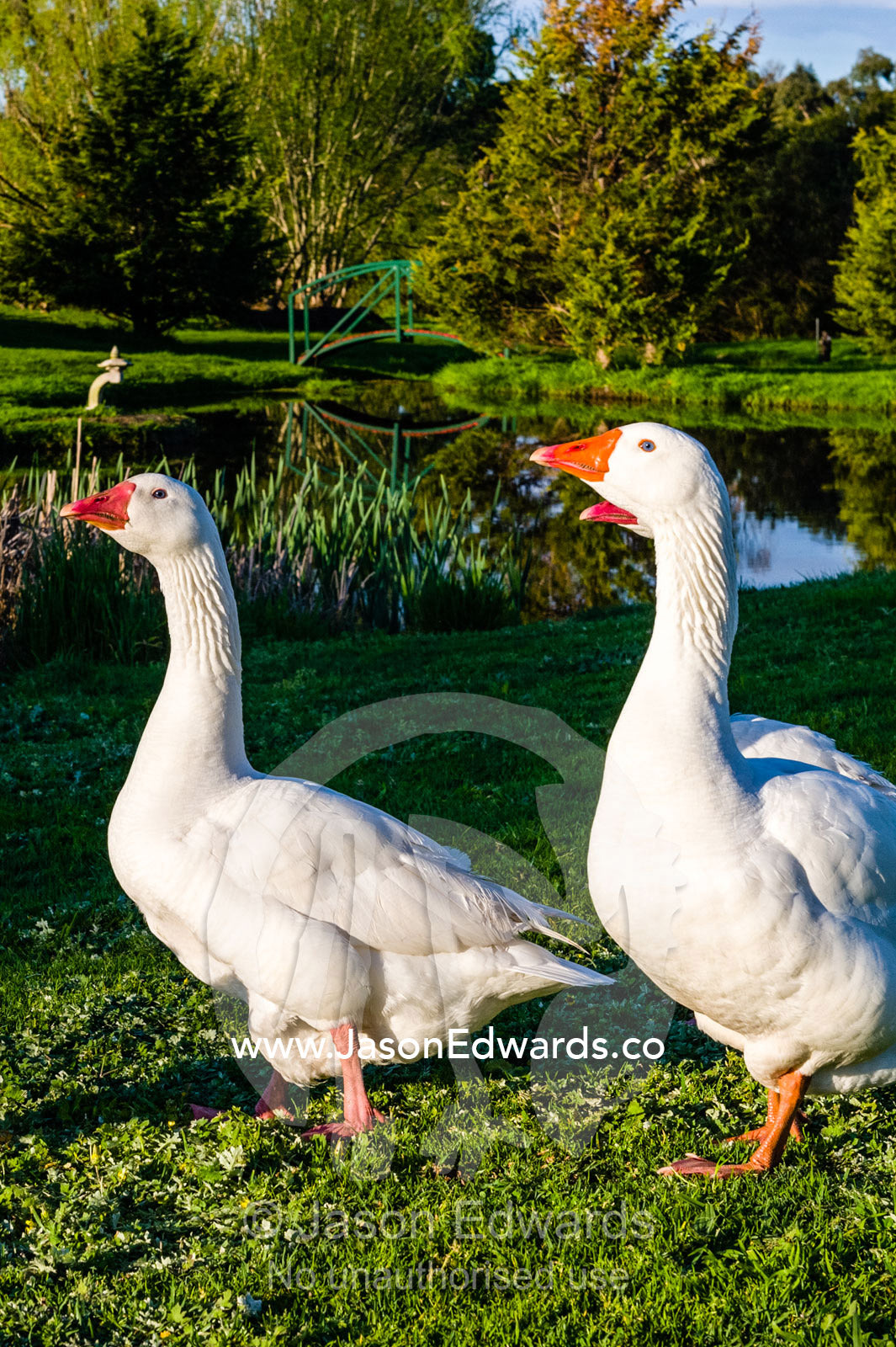 A gaggle of geese wandering through a garden on a farm. Devon Meadows, Melbourne, Victoria, Australia.
