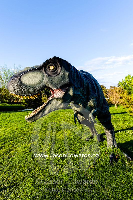 A realistic model of a frightening Tyrannosaurus rex dinosaur hunting in a garden. Devon Meadows, Melbourne, Victoria, Australia.