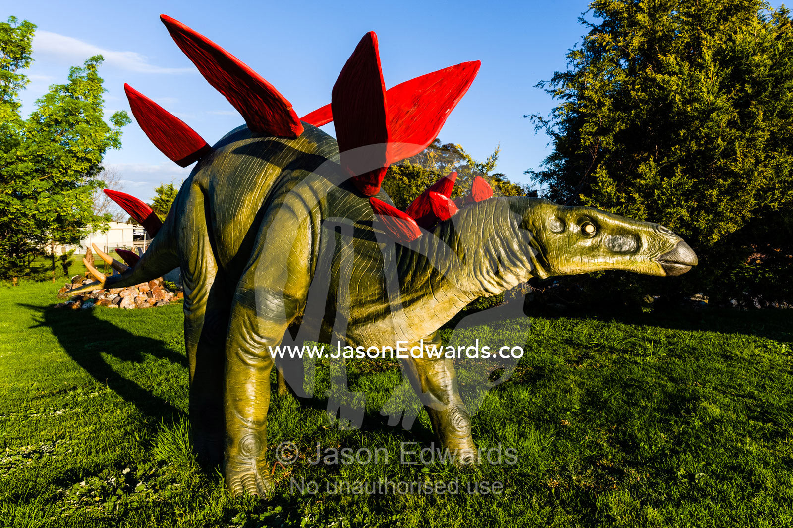 A realistic model of a Stegosaurus dinosaur with armoured plates for defense. Devon Meadows, Melbourne, Victoria, Australia.