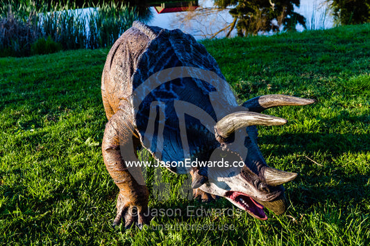 A realistic model of a Triceratops dinosaur with sharp horns in a garden. Devon Meadows, Melbourne, Victoria, Australia.
