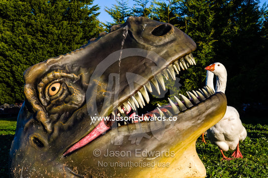 A flock of geese examine the giant head of a Tyrannosaurus rex dinosaur in a garden. Devon Meadows, Melbourne, Victoria, Australia.