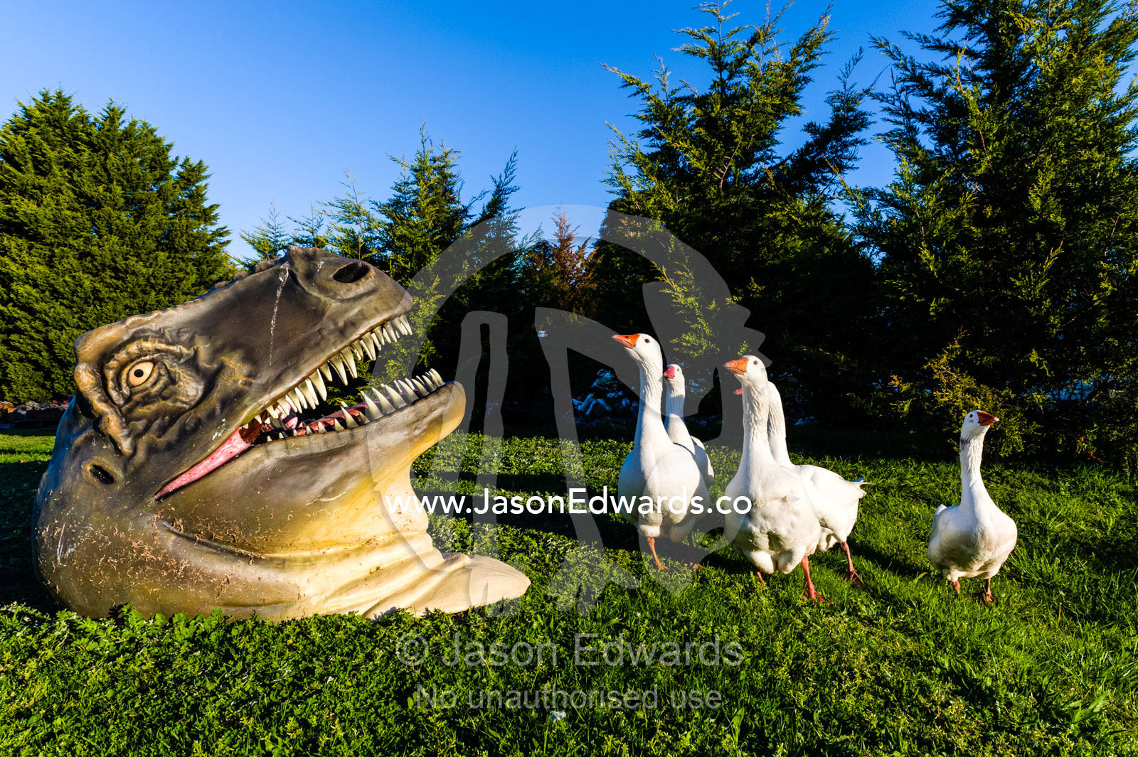 A flock of geese examine the giant head of a Tyrannosaurus rex dinosaur in a garden. Devon Meadows, Melbourne, Victoria, Australia.