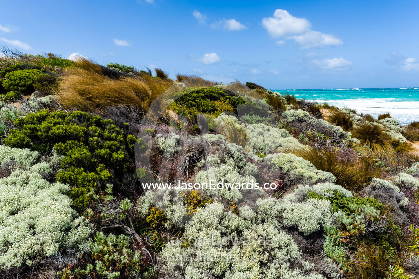 Strong winds buffeting coastal heath and dune plants on a rugged limestone coastline. Robe, Limestone Coast, South Australia, Australia.