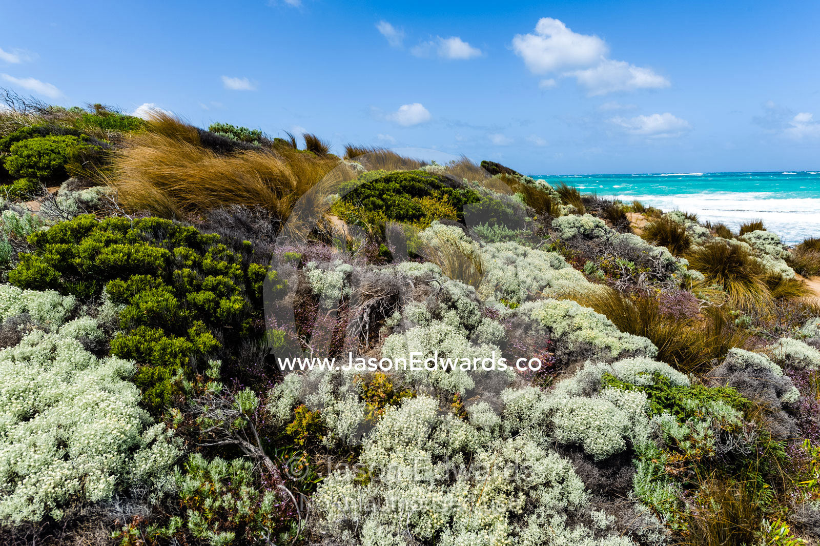 Strong winds buffeting coastal heath and dune plants on a rugged limestone coastline. Robe, Limestone Coast, South Australia, Australia.