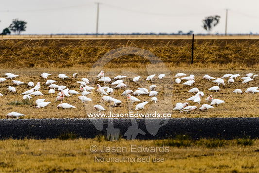 A flock of Long-billed Corellas feed on grass by the roadside. Horsham, Victoria, Australia.