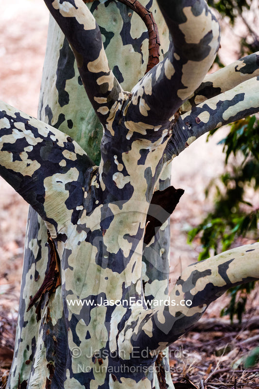 The mosaic patterns on the trunk of a Spotted Gum tree. Horsham, Victoria, Australia.