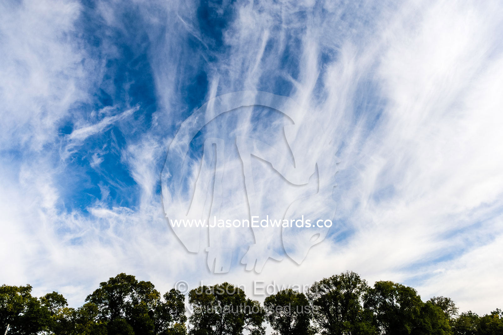 The winds whips clouds into streamers above a eucalyptus canopy. Edinburgh Gardens ,North Fitzroy, Melbourne, Victoria, Australia.