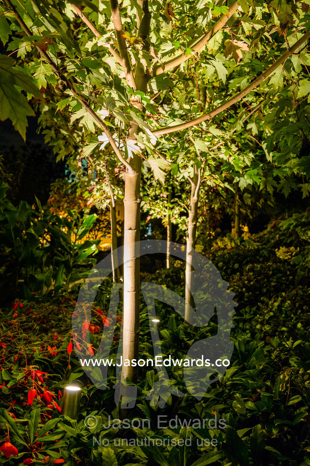 An architecturally designed garden setting with pruned trees and spotlights at a garden show. Melbourne International Flower and Garden Show, Carlton Gardens, Carlton, Melbourne, Victoria, Australia.