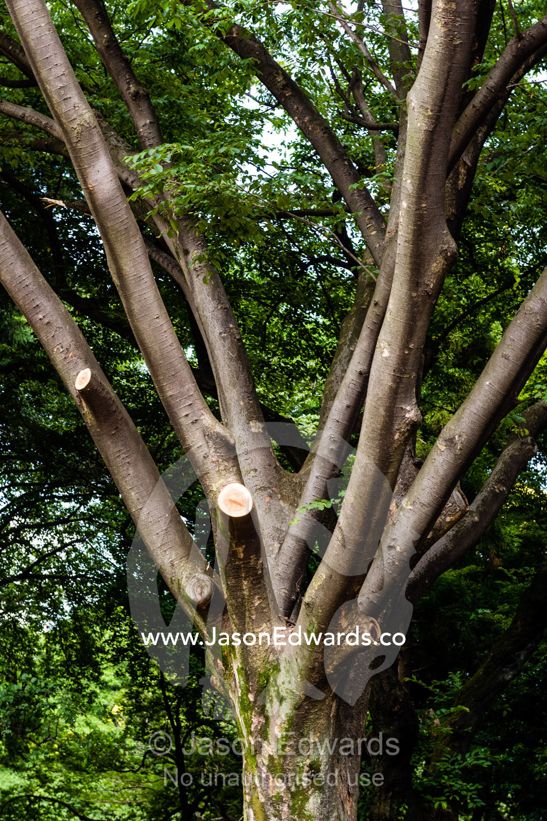 Tree branch pruning in a traditional Japanese garden. Shinjuku Gyoen National Garden, Shinjuku, Shibuya, Tokyo, Japan.