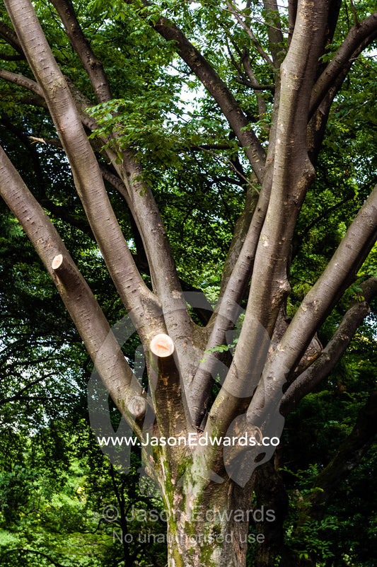 Tree branch pruning in a traditional Japanese garden. Shinjuku Gyoen National Garden, Shinjuku, Shibuya, Tokyo, Japan.