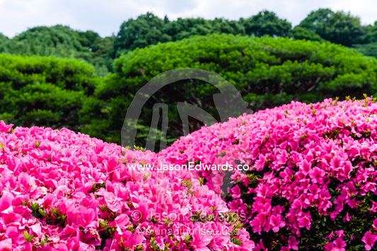 Bright pink azalea shrubs with clusters of brightly coloured flowers in a traditional Japanese garden. Shinjuku Gyoen National Garden, Shinjuku, Shibuya, Tokyo, Japan.